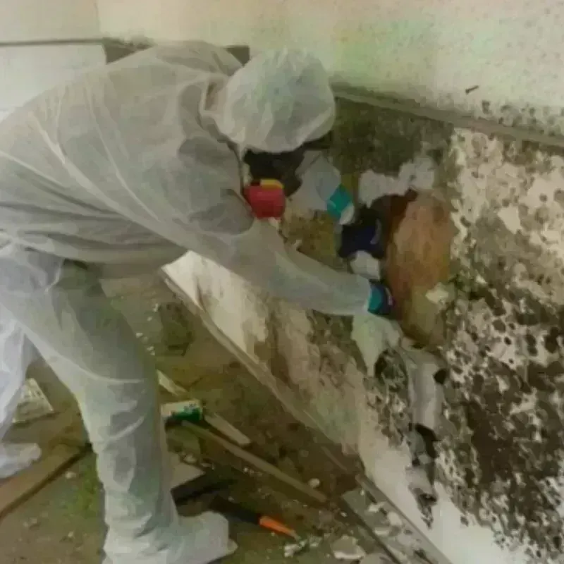 Mold Remediation and Removal in Hampton, MD